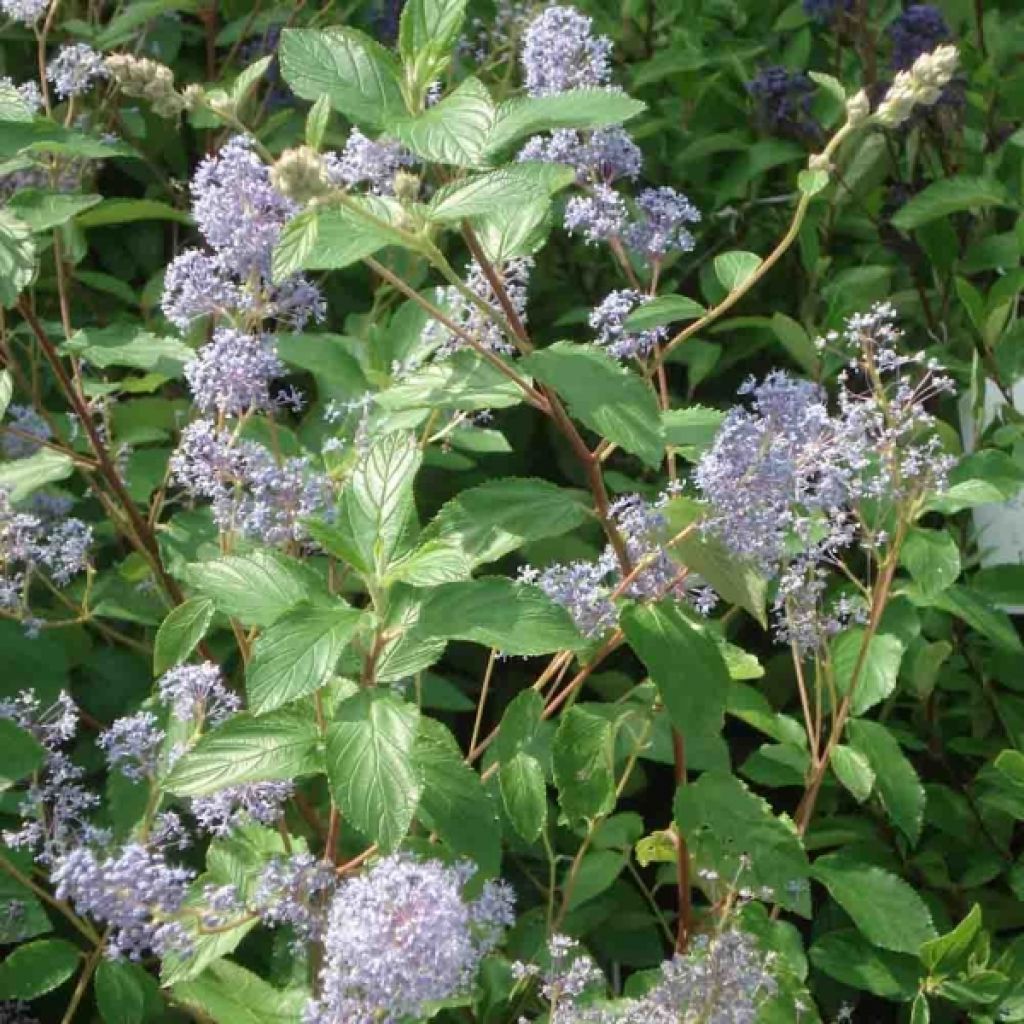 Ceanothus delilianus Gloire de Versailles