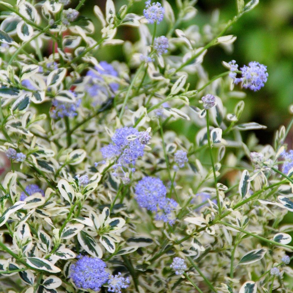 Ceanothus impressus Cool Blue
