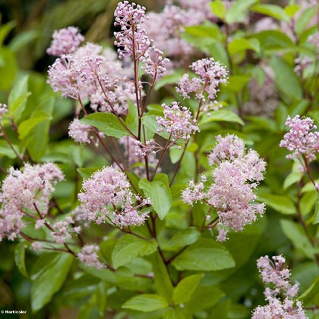 Ceanothus pallidus Marie-rose