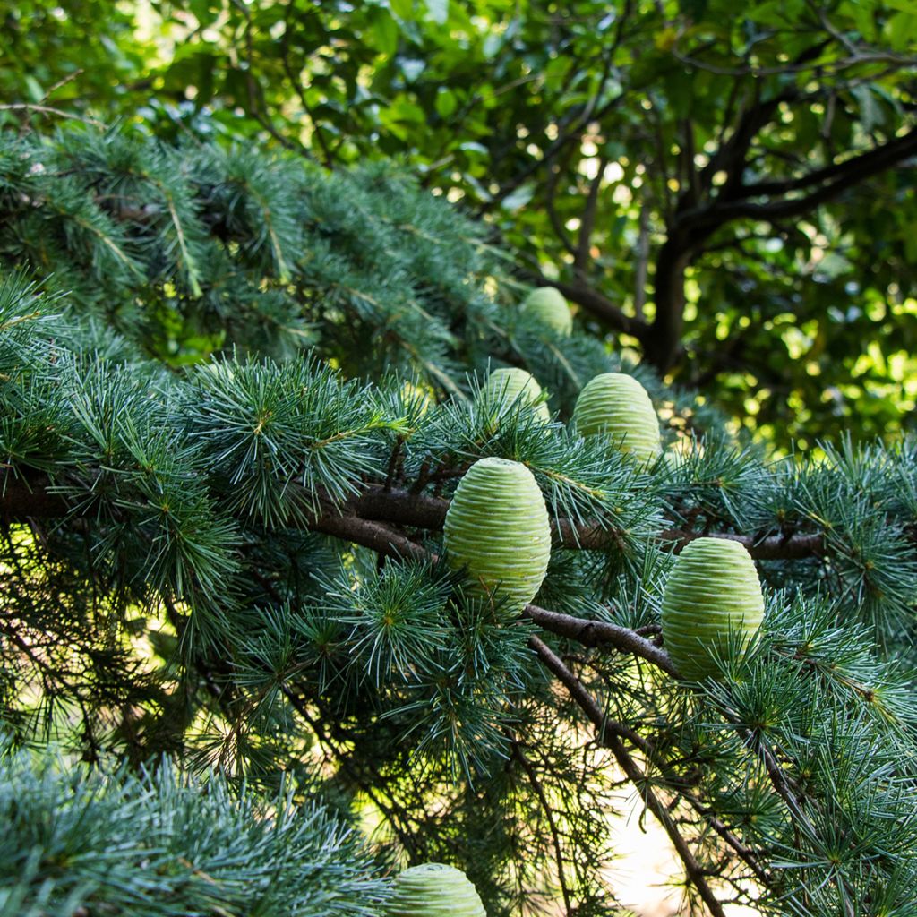 Cedrus deodara seeds - Himalayan Cedar