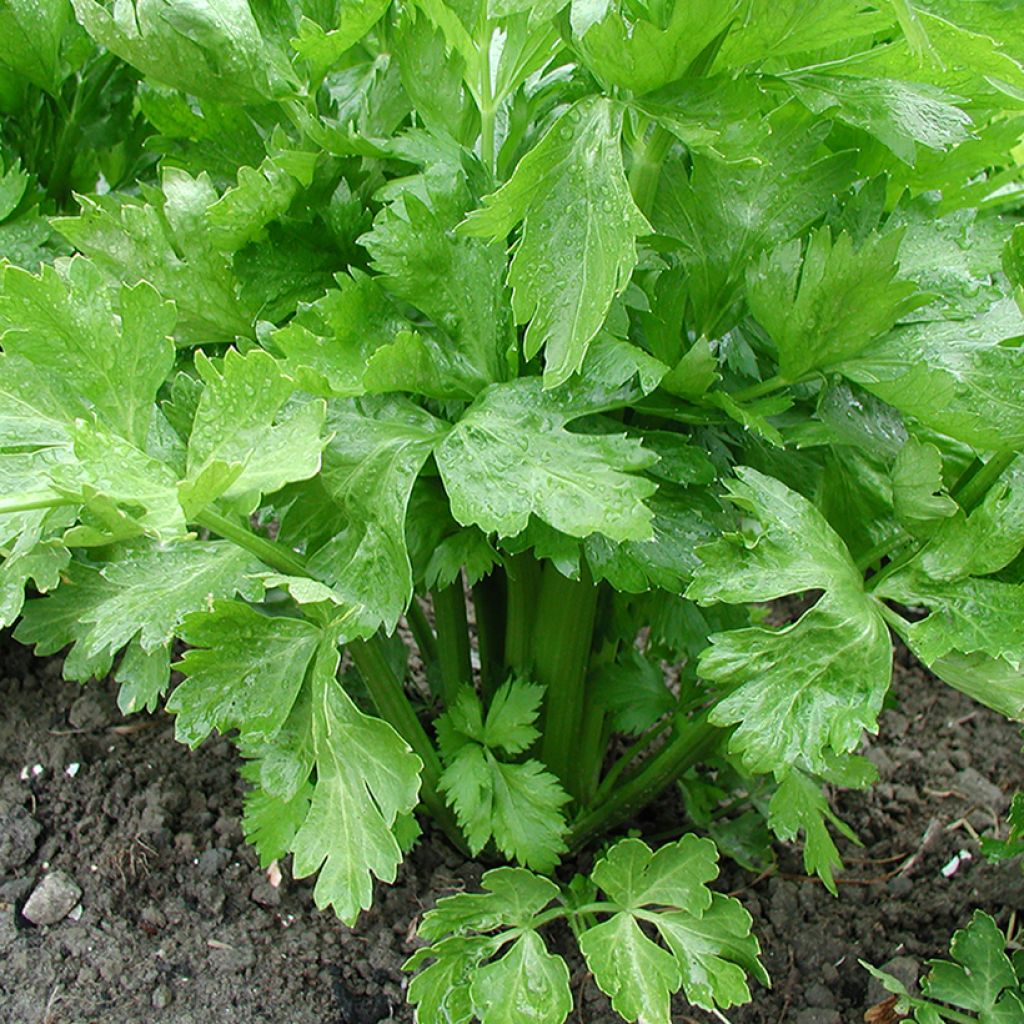 Celery Tall Utah 52/70 organic seeds - Apium graveolens 