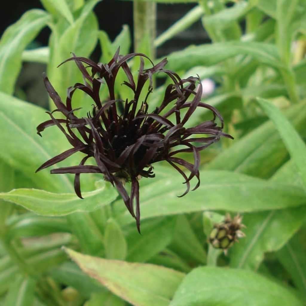 Centaurea montana Black Sprite