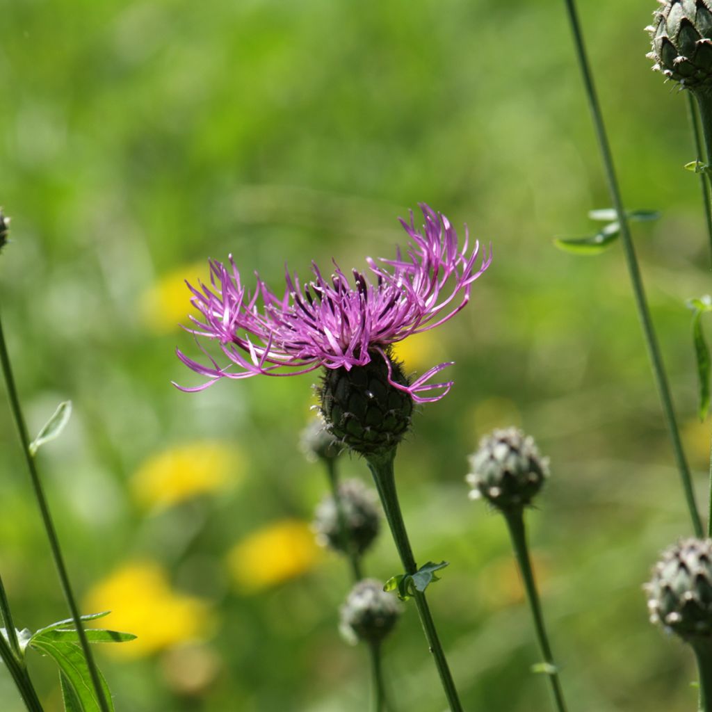 Centaurea scabiosa - Greater knapweed