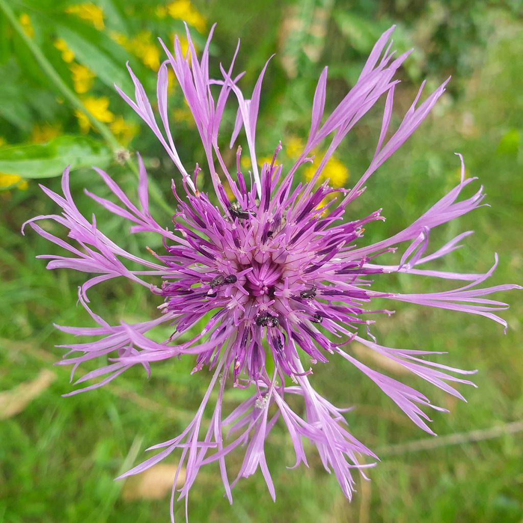Centaurea scabiosa 