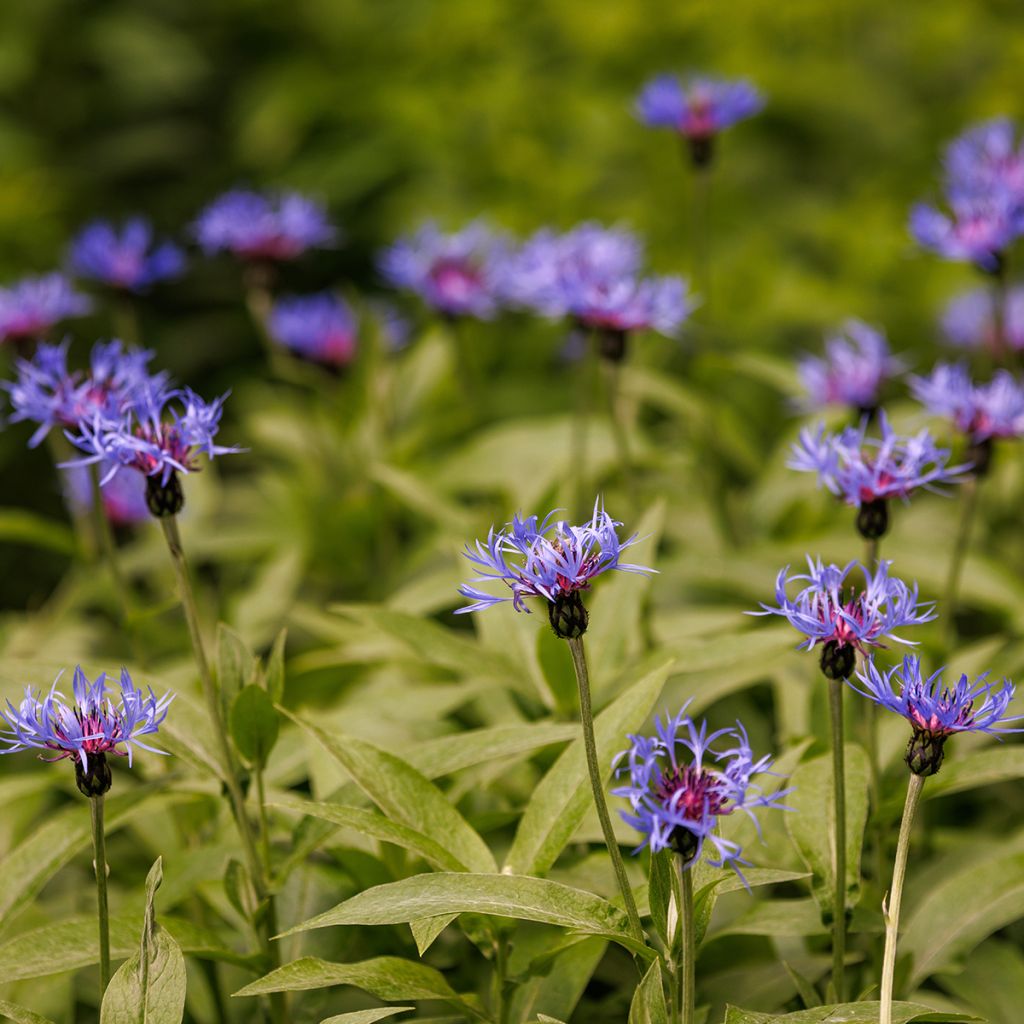 Centaurea triumfettii subsp. cana - Squarrose knapweed