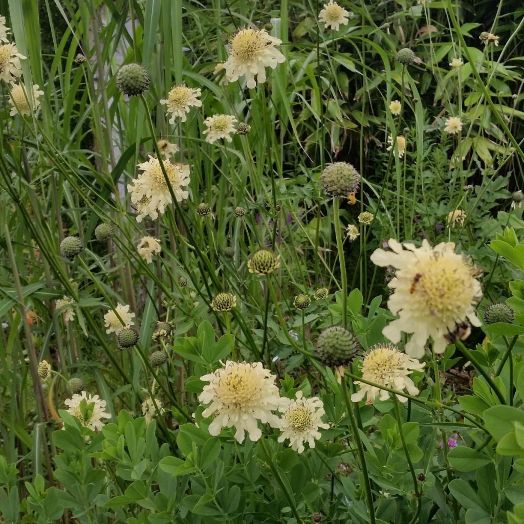 Cephalaria gigantea