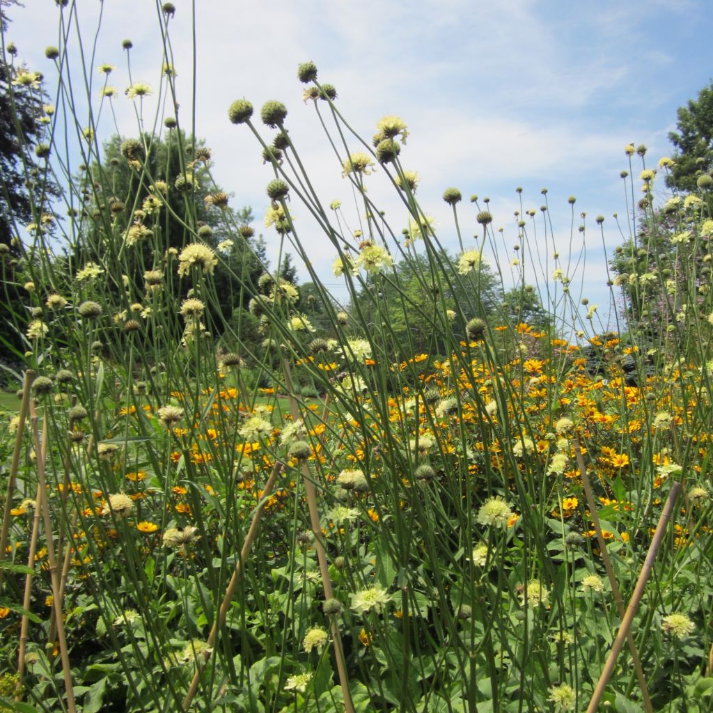 Cephalaria gigantea