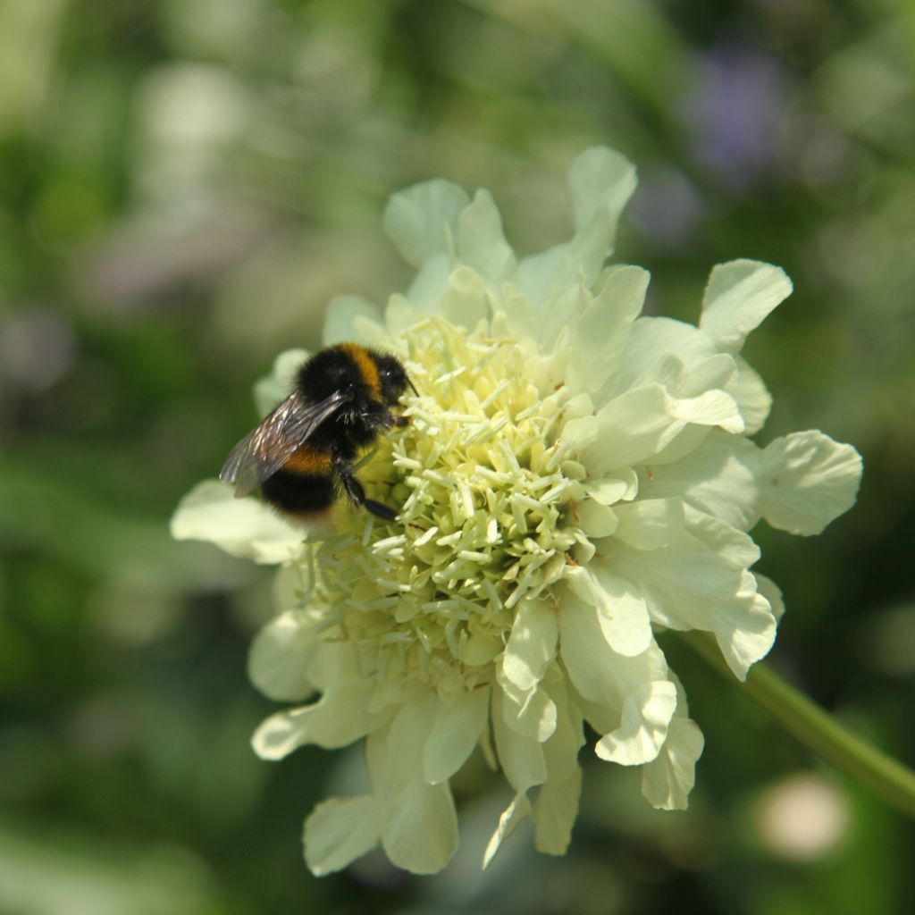 Cephalaria gigantea
