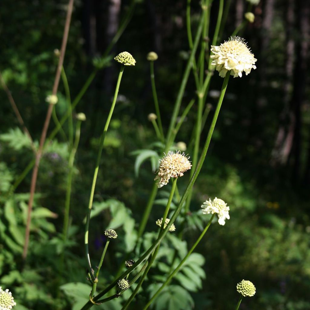 Cephalaria gigantea