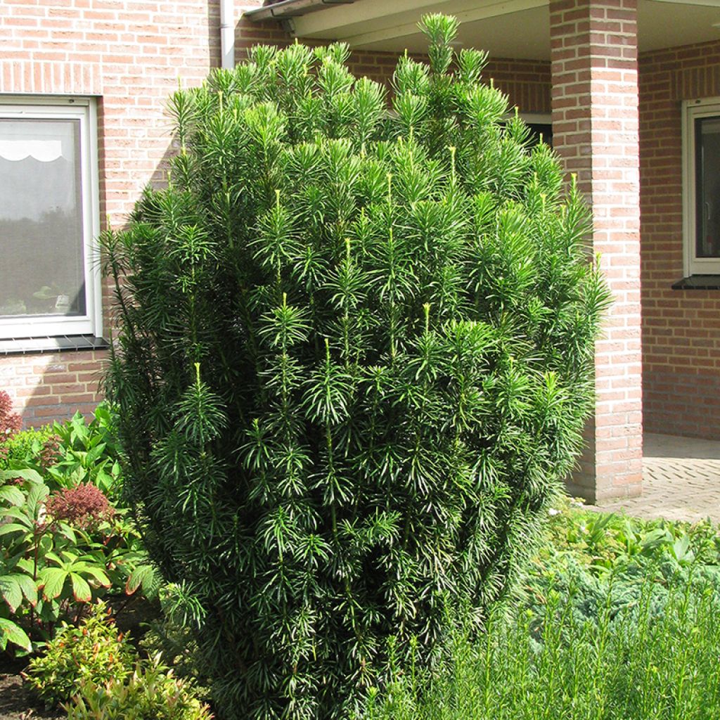 Cephalotaxus harringtonia Fastigiata