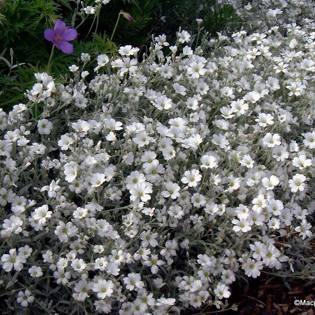 Cerastium tomentosum var. columnae