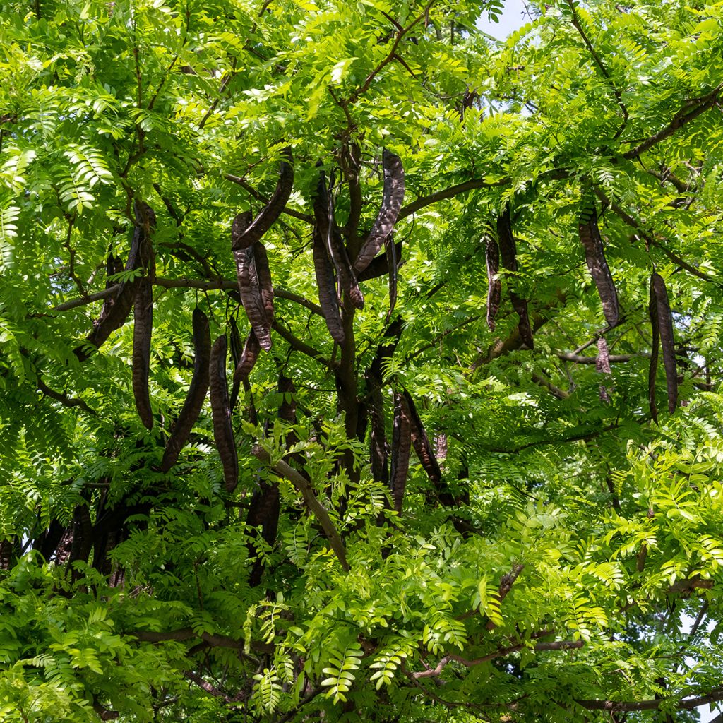 Ceratonia siliqua seeds - Carob tree