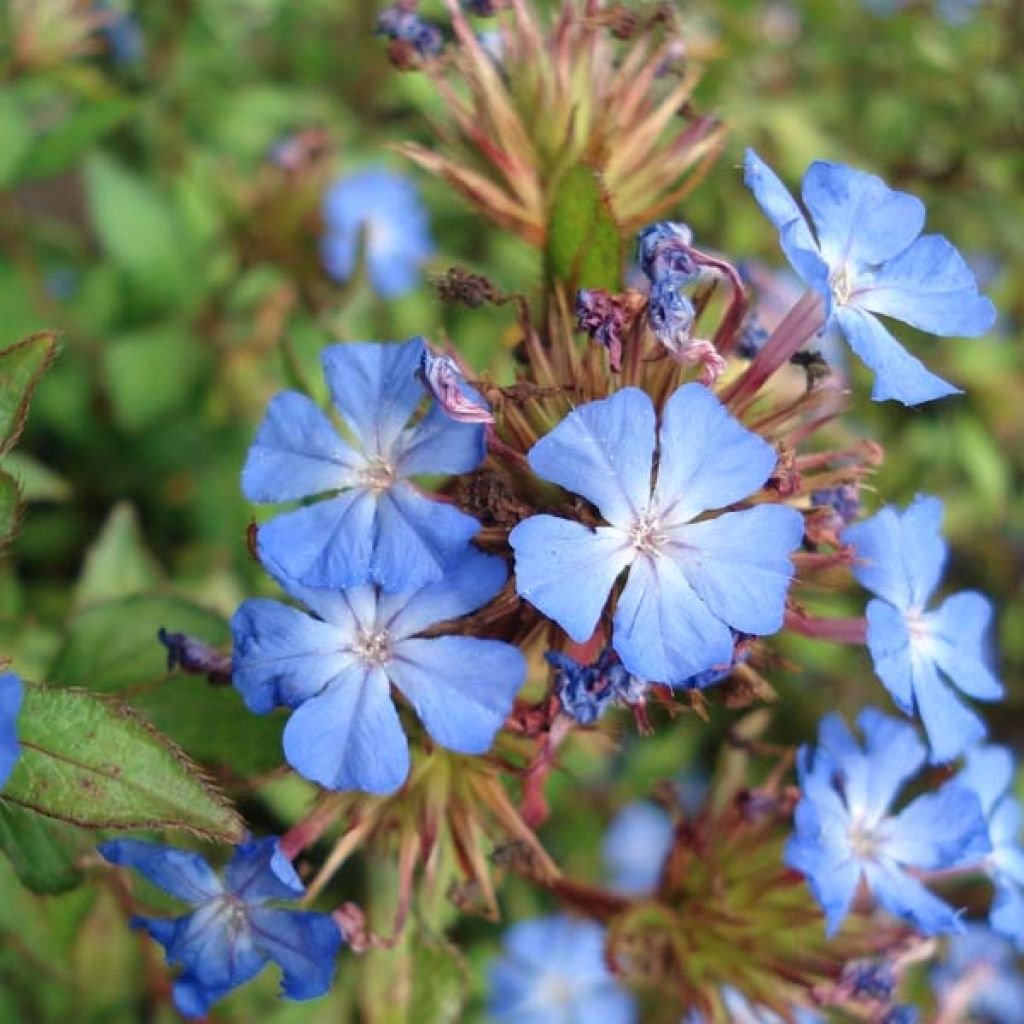 Ceratostigma willmottianum