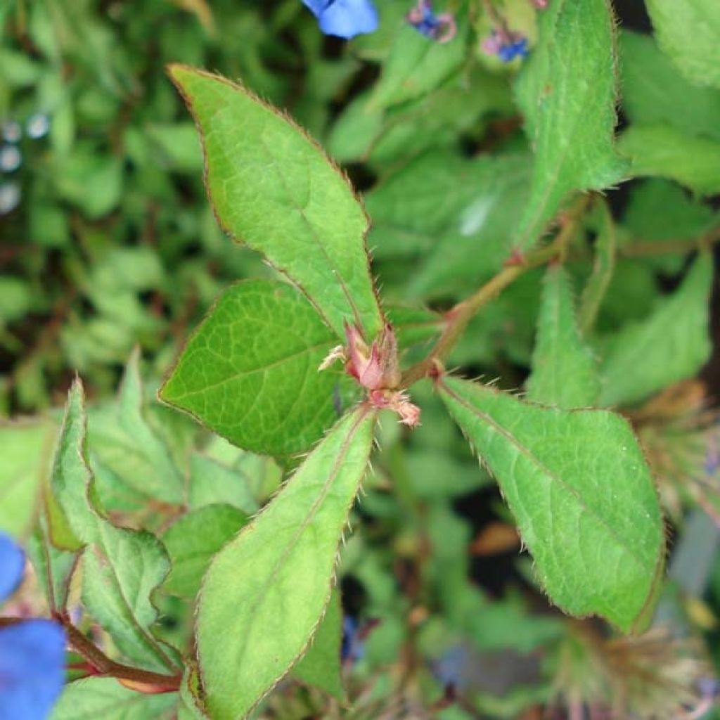 Ceratostigma willmottianum