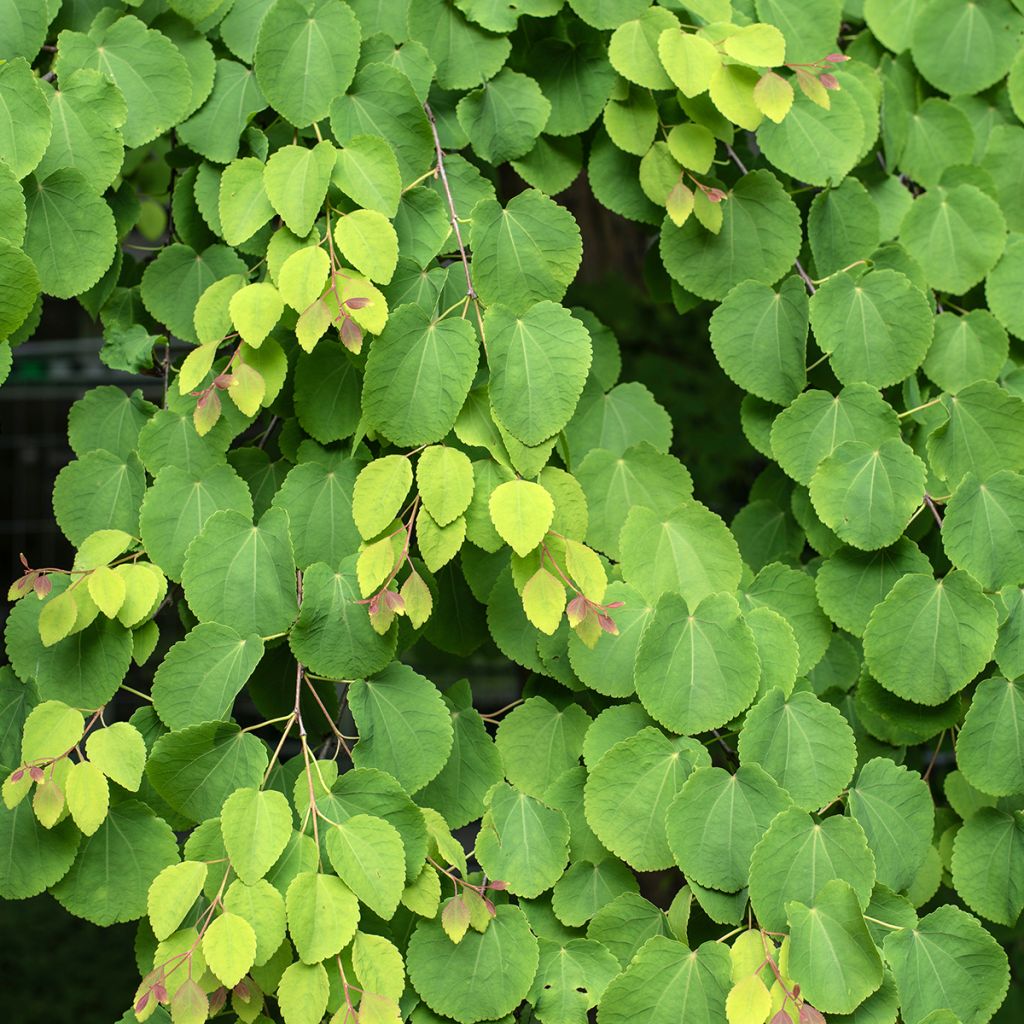Cercidiphyllum japonicum seeds - Katsura tree