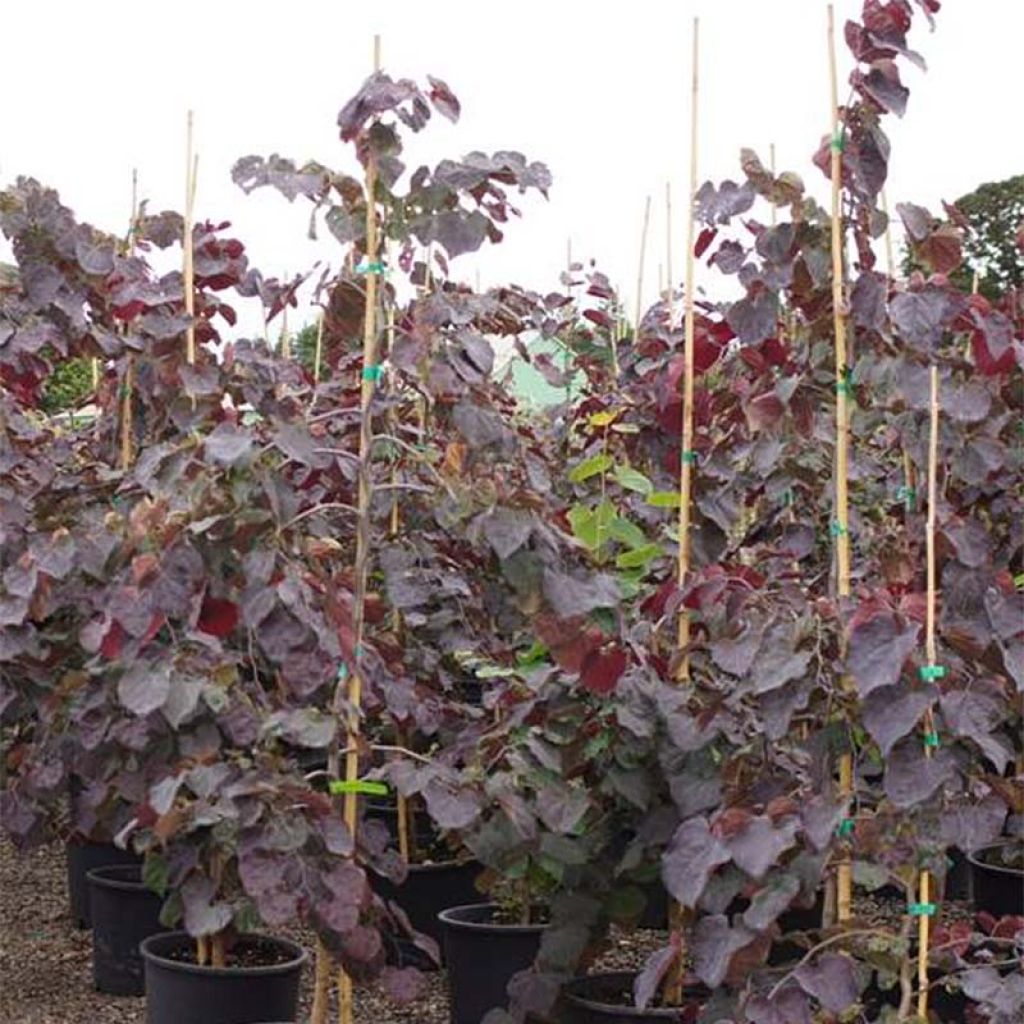 Cercis canadensis Ruby Falls - Eastern Redbud