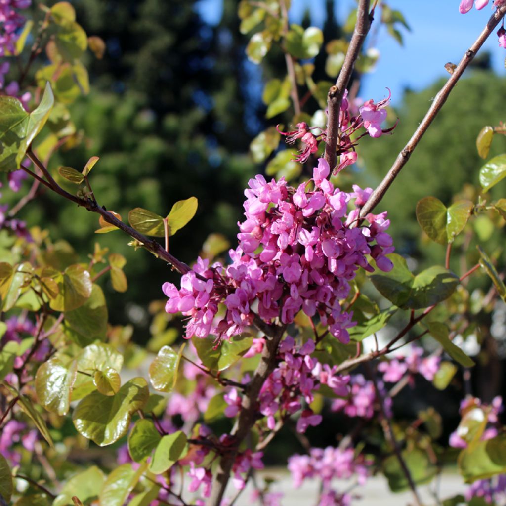 Cercis siliquastrum - Judas Tree
