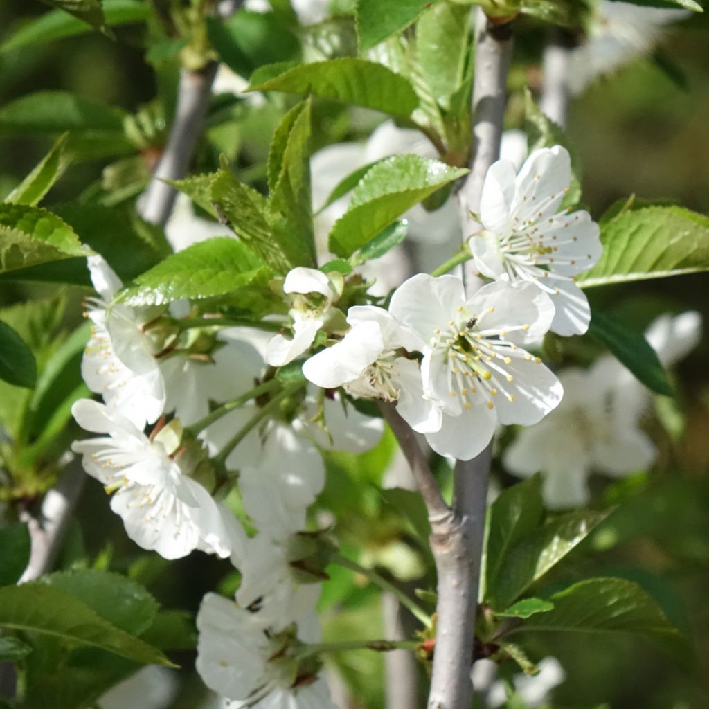 Prunus cerasus Cerise Allégria Delbard - Tart Cherry Tree