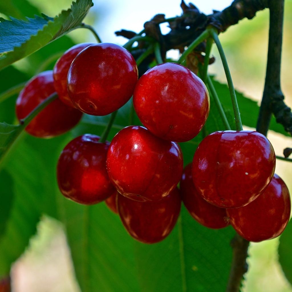 Prunus cerasus Bigarreau Tardif de Vignola - Tart Cherry Tree