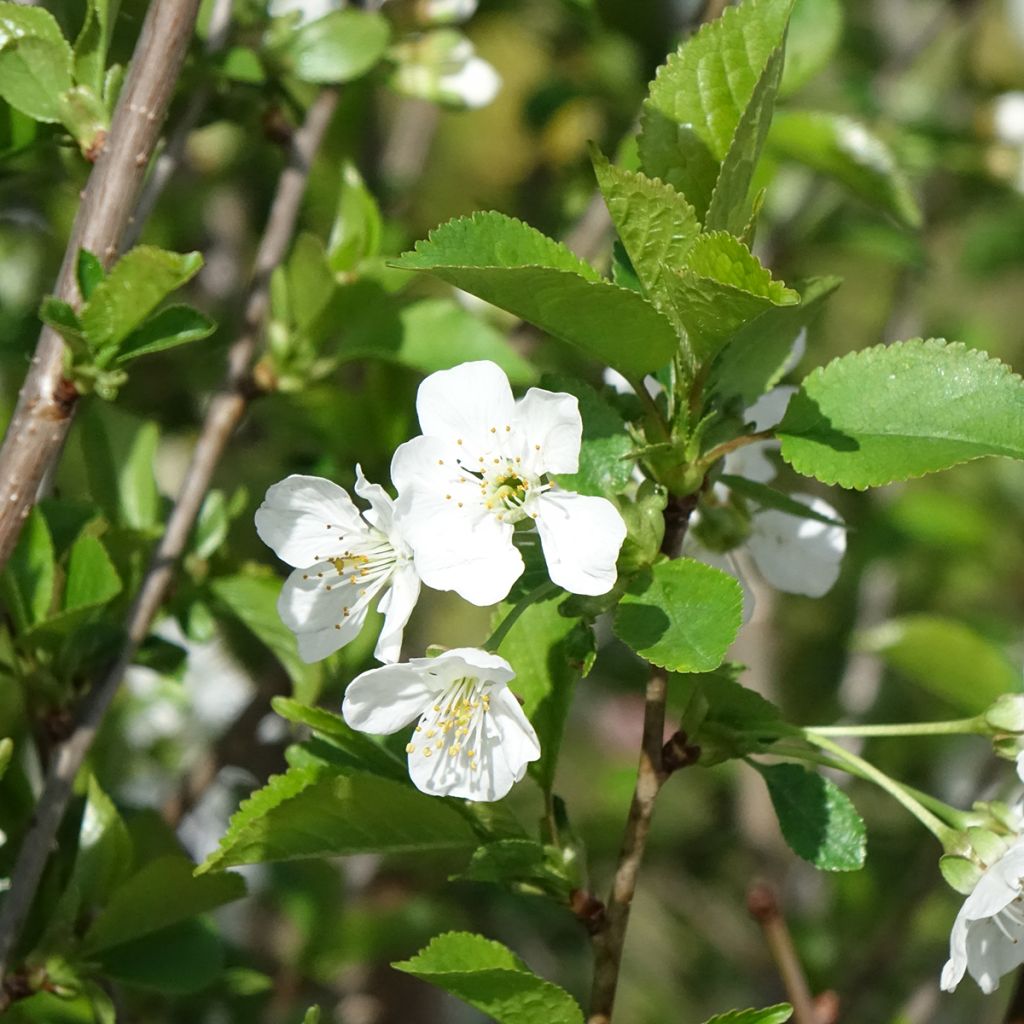 Prunus cerasus Kelleriis16 - Morello Cherry