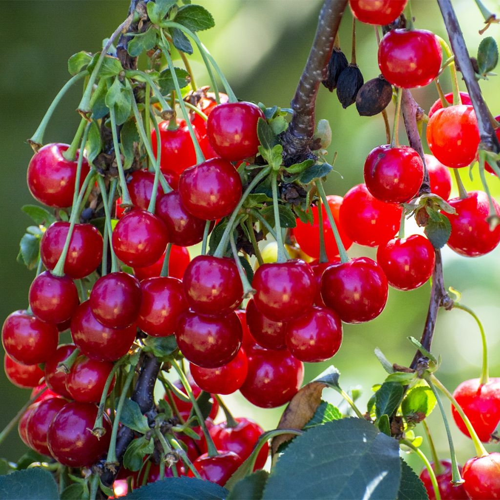Prunus cerasus  Kelleriis15 - Tart Cherry