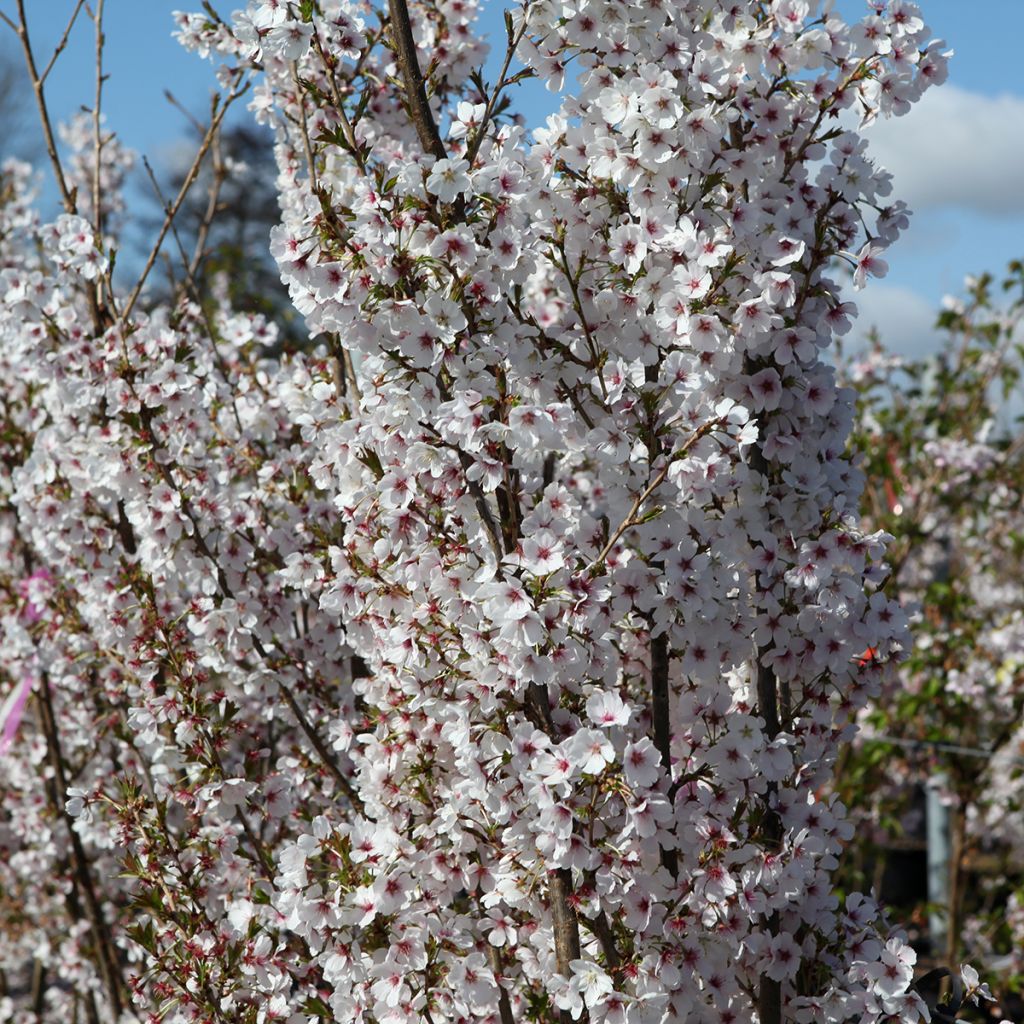 Prunus Royal Flame® - Ornemental Cherry Tree