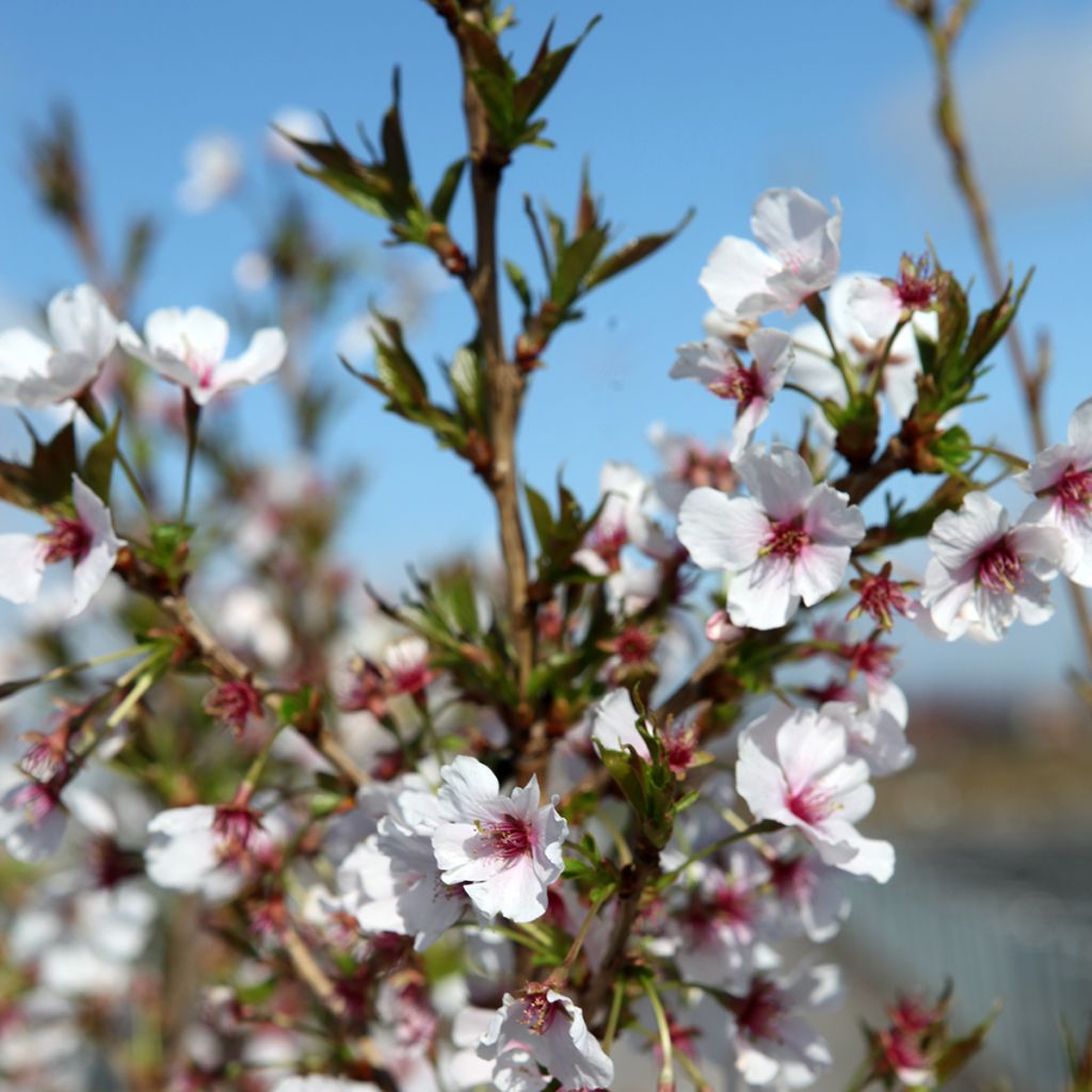 Prunus Royal Flame® - Ornemental Cherry Tree