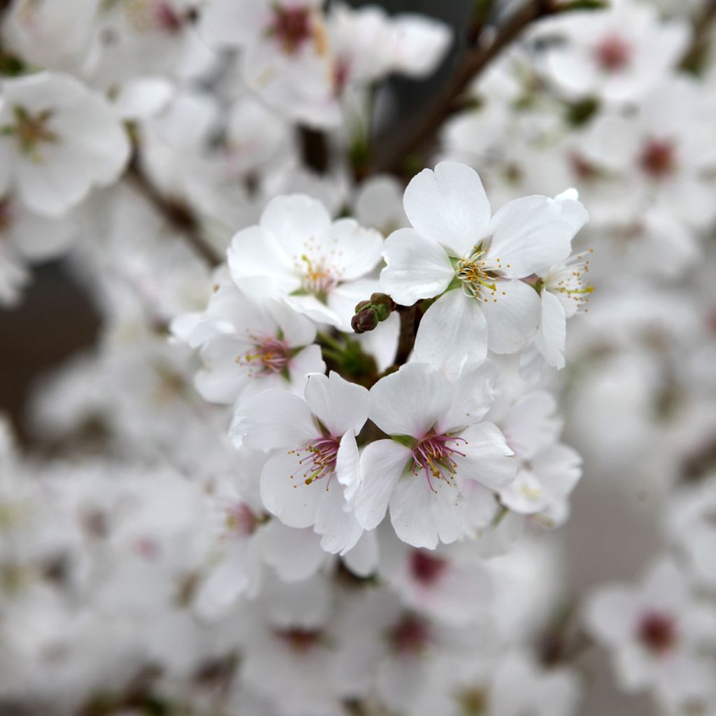 Prunus Royal Flame® - Ornemental Cherry Tree