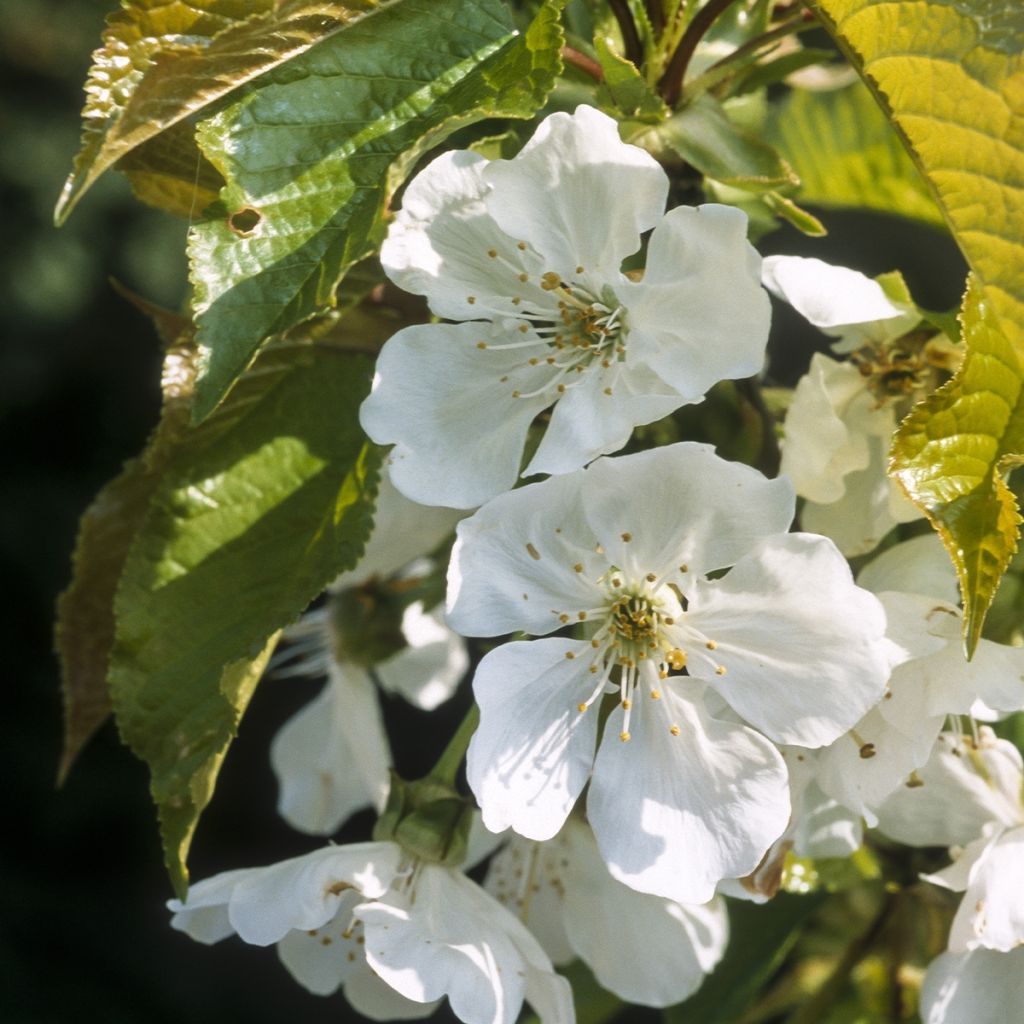 Prunus cerasus Marmotte - Tart Cherry