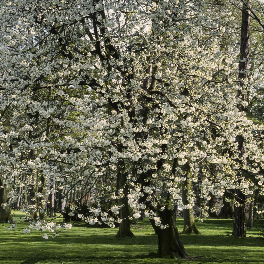 Prunus cerasus Marmotte - Tart Cherry