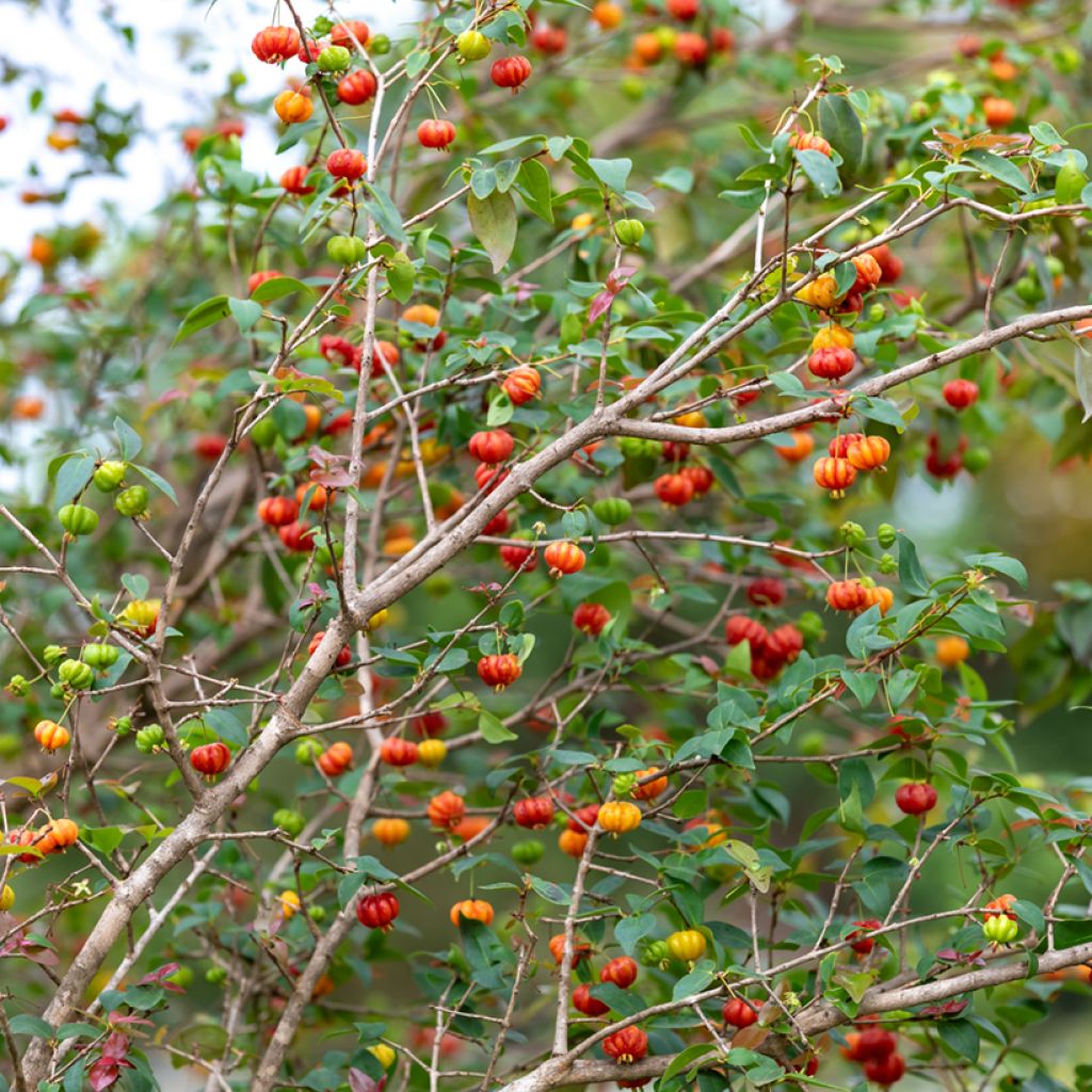 Eugenia uniflora - Surinam Cherry