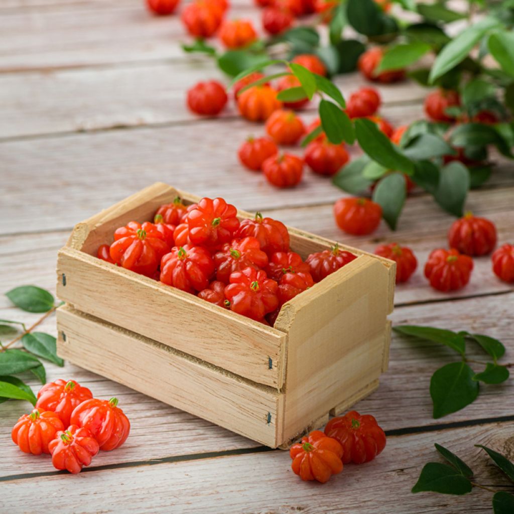 Eugenia uniflora - Surinam Cherry