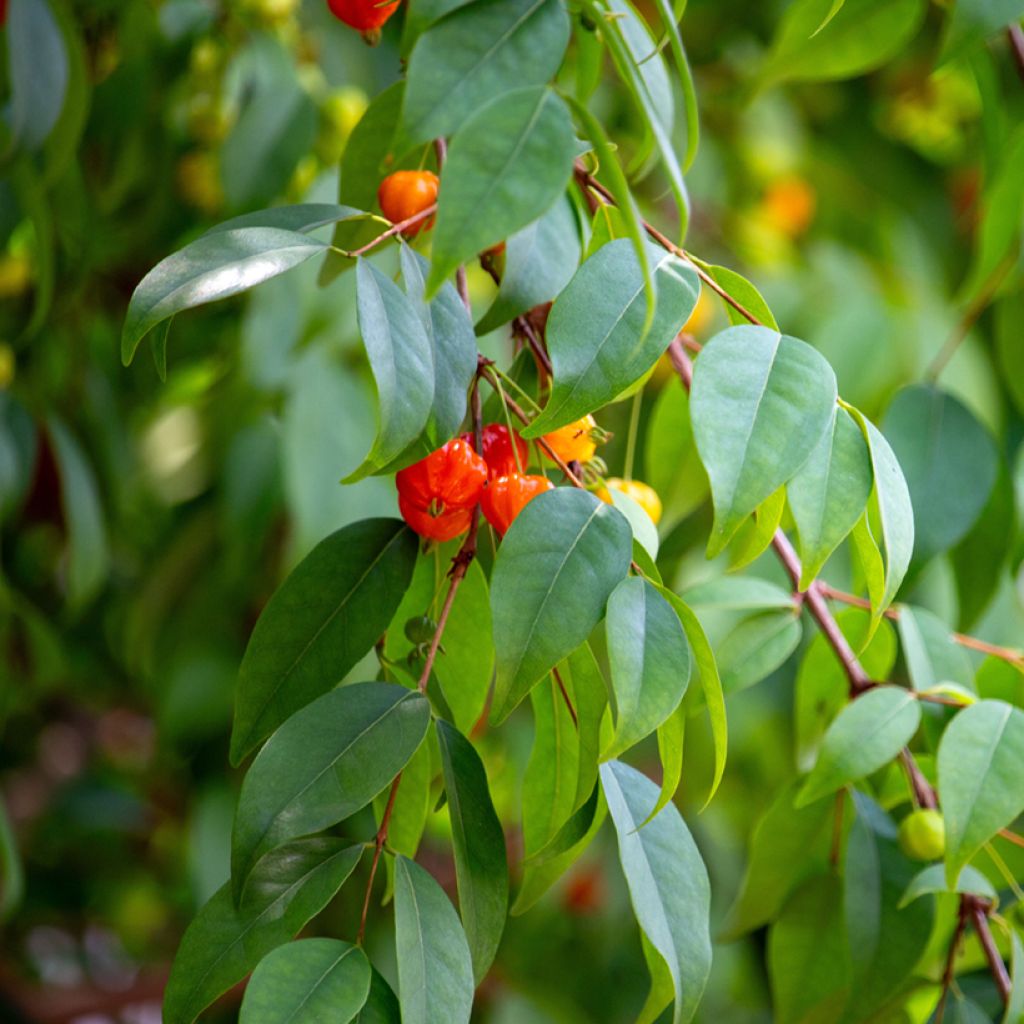 Eugenia uniflora - Surinam Cherry
