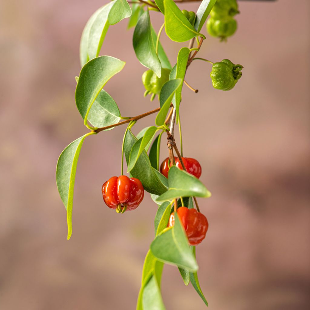 Eugenia uniflora - Surinam Cherry