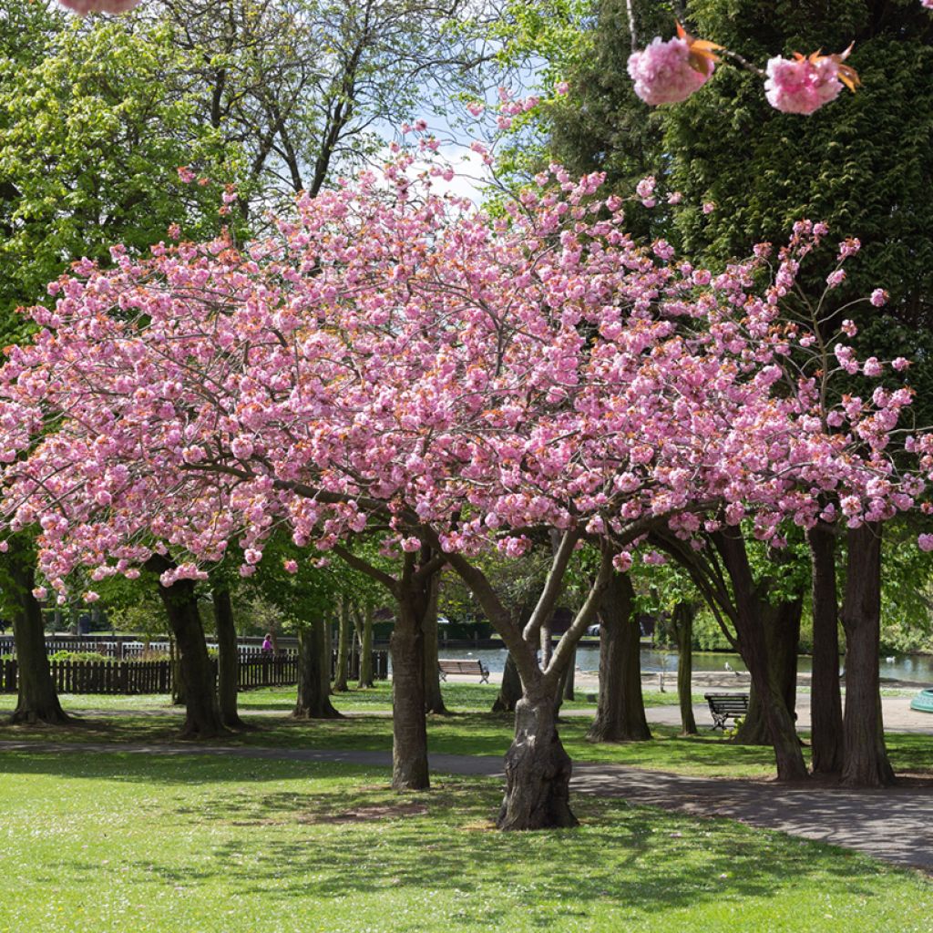 Prunus Accolade - Cherry