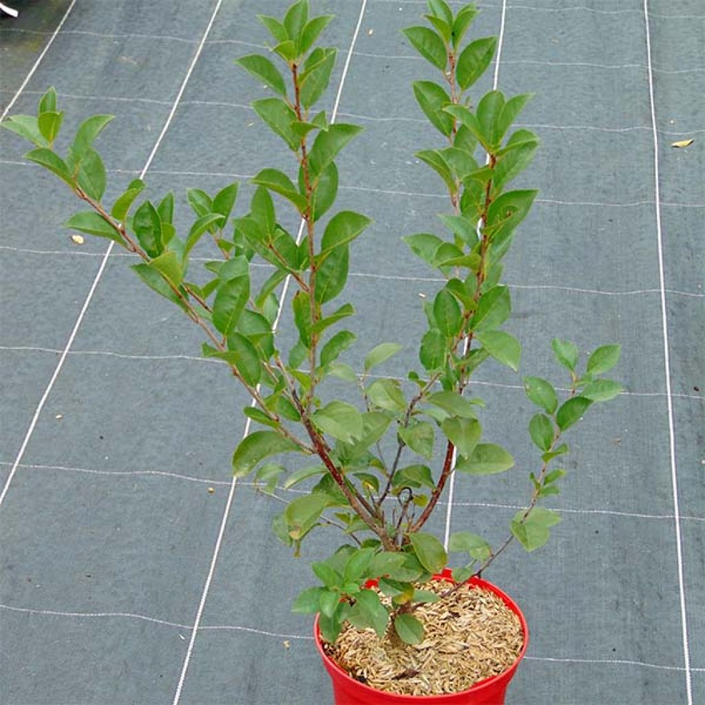 Dwarf Cherry Tree Cherry Boop