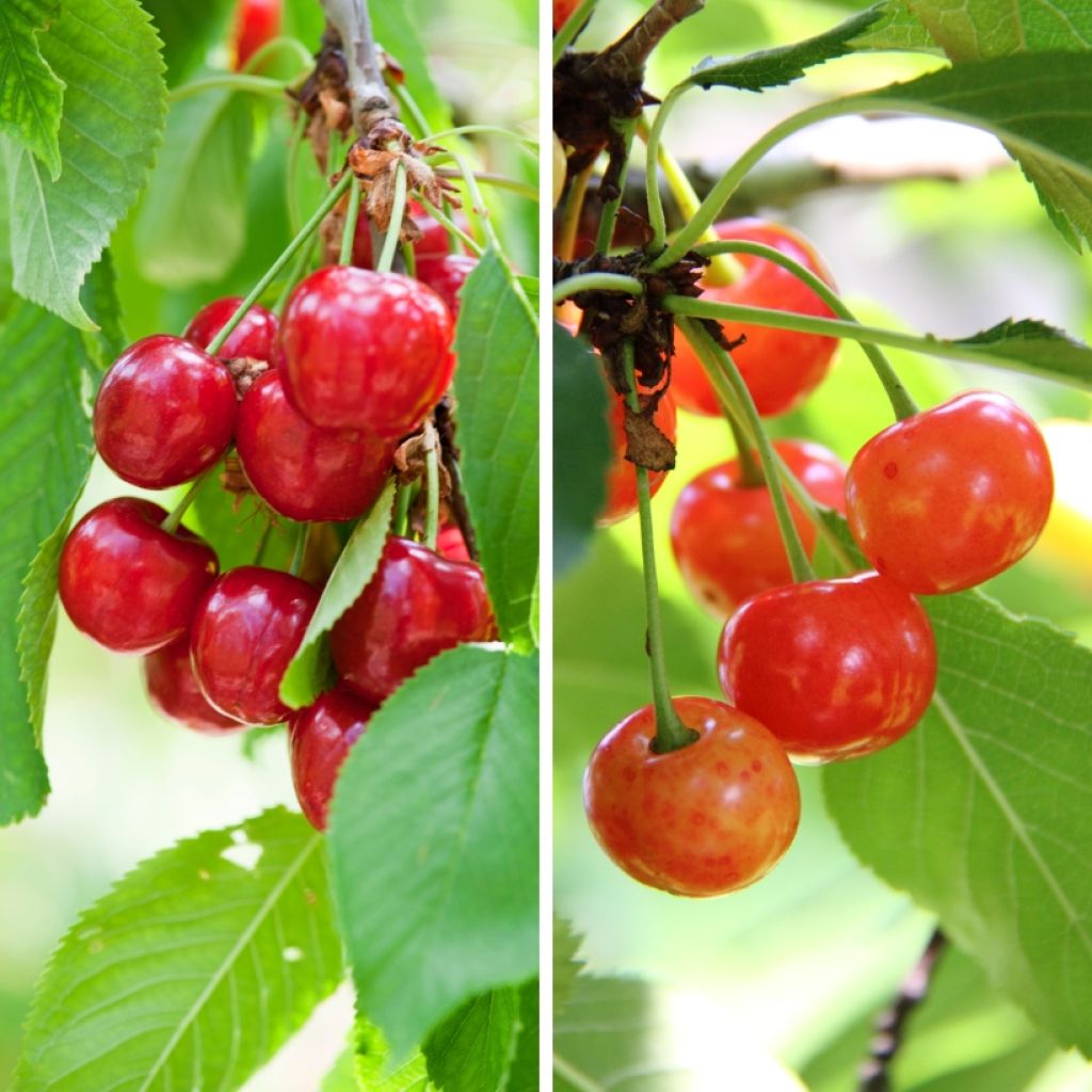 Two-in-one cherry tree - Prunus cerasus Bigarreau Burlat and Napoléon 