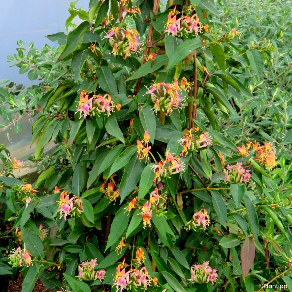 Lonicera henryi 'Marinella' ('Venloma')