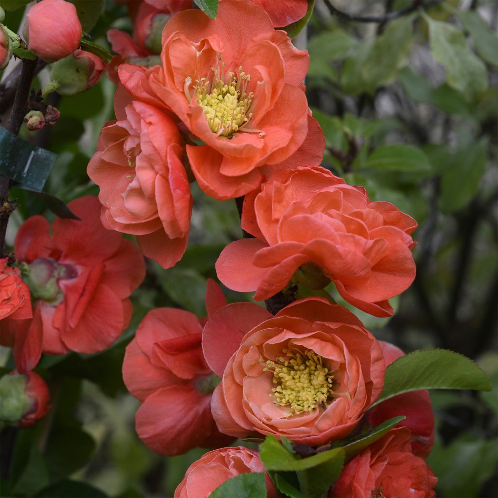 Chaenomeles speciosa Mango Storm - Flowering Quince