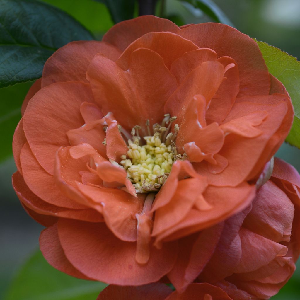 Chaenomeles speciosa Mango Storm - Flowering Quince