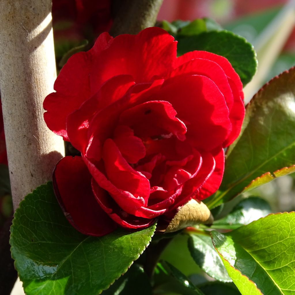 Chaenomeles speciosa Scarlet Storm - Flowering Quince