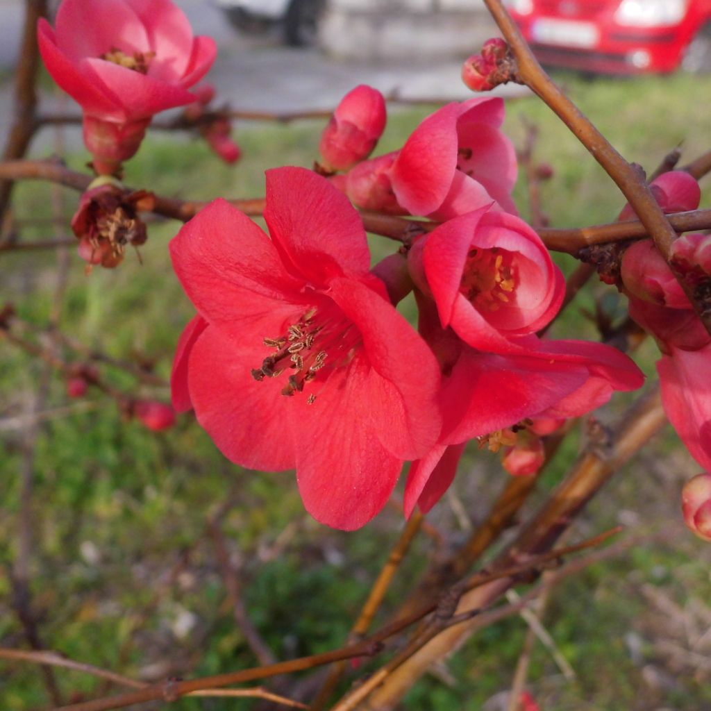 Chaenomeles superba Clementine - Flowering Quince
