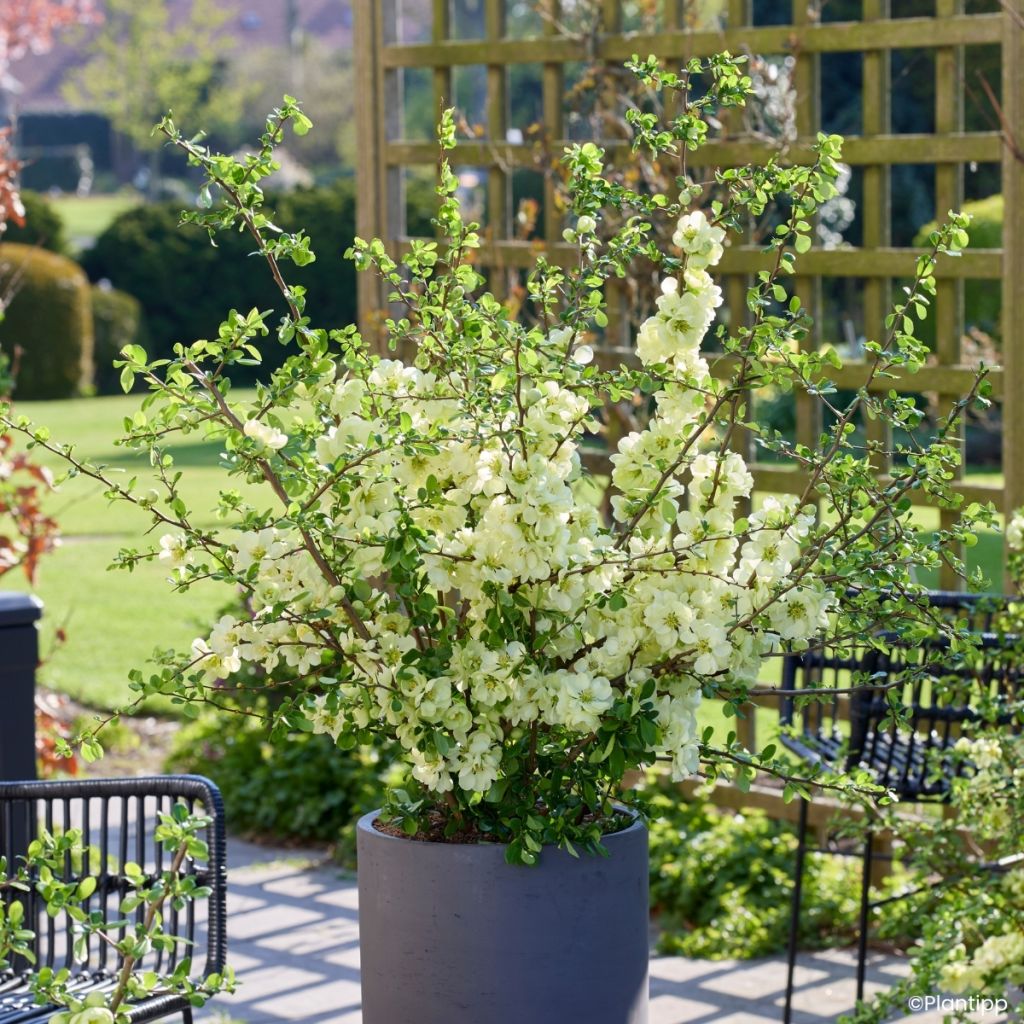 Chaenomeles speciosa Lemon Sorbet - Flowering Quince