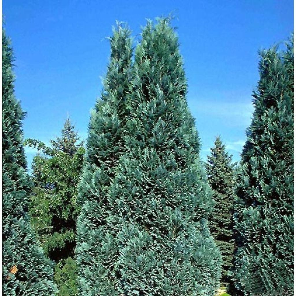 Chamaecyparis lawsoniana Alumii - Lawson Cypress