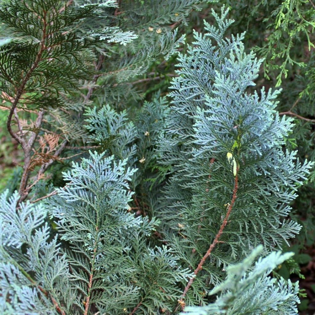 Chamaecyparis lawsoniana Alumii - Lawson Cypress