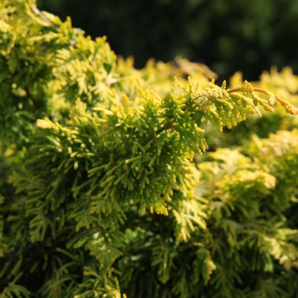 Chamaecyparis obtusa Fernspray Gold - Hinoki Cypress
