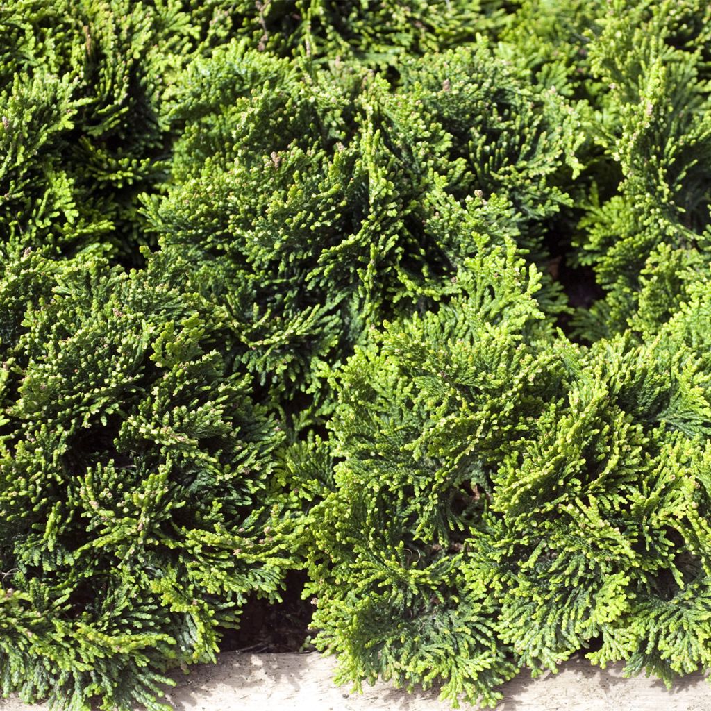 Chamaecyparis obtusa Contorta - Hinoki Cypress