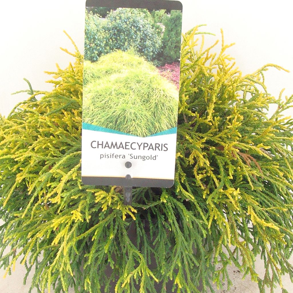 Chamaecyparis pisifera Sungold - Sawara Cypress