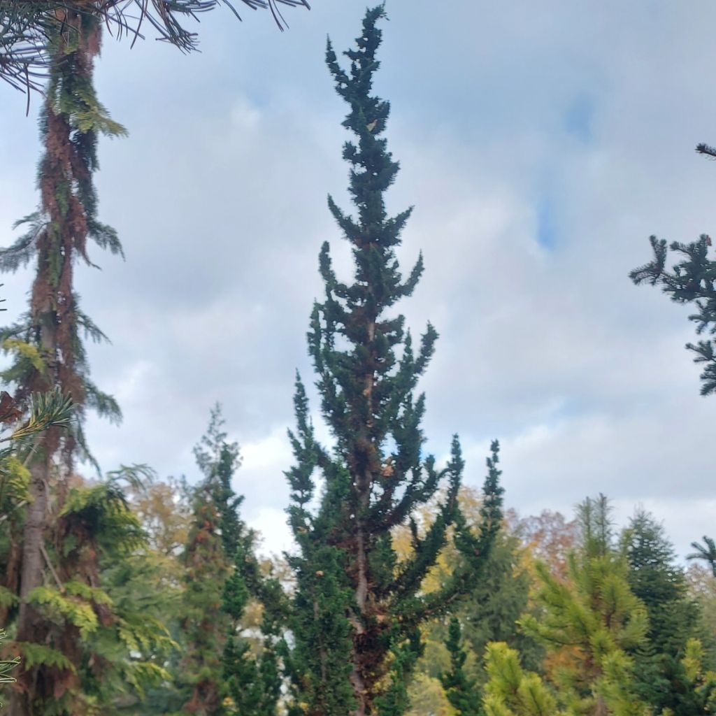 Chamaecyparis lawsoniana Wissels Saguaro - Lawson Cypress