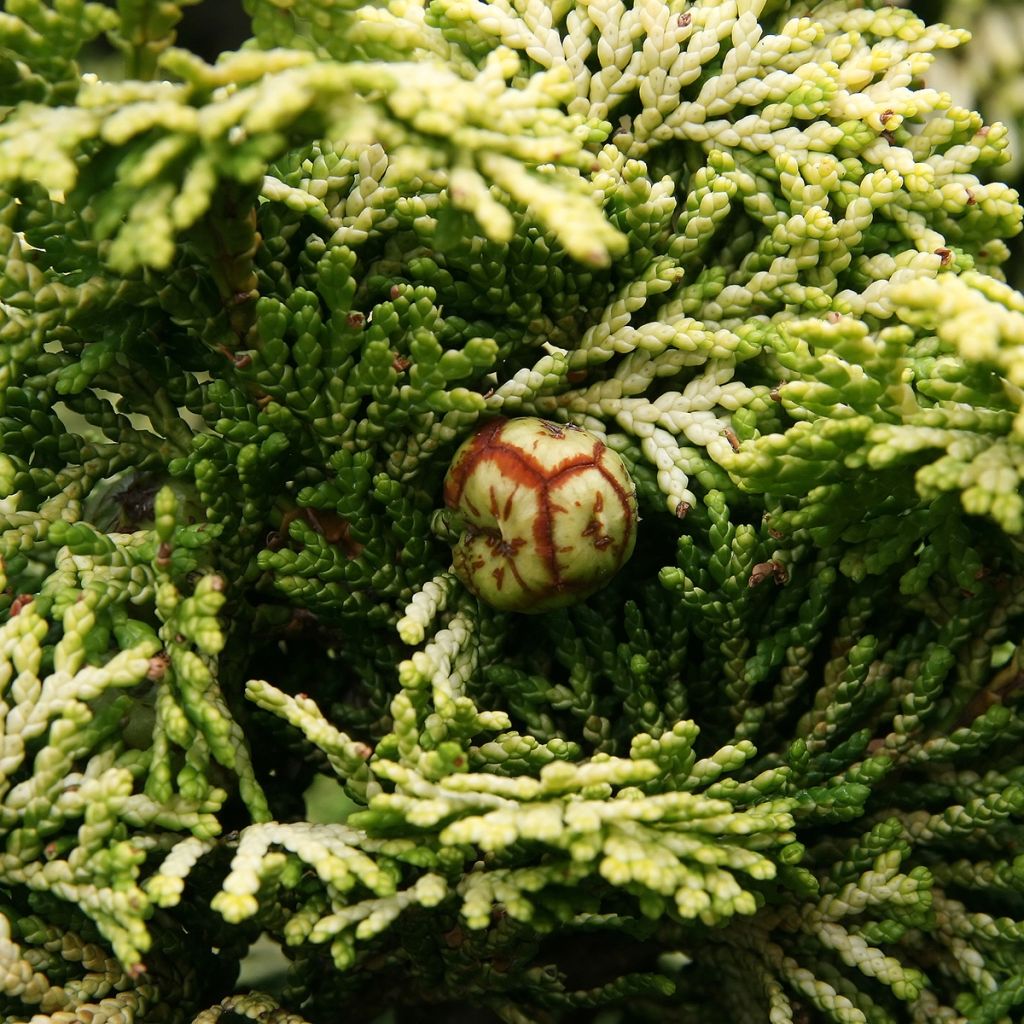 Chamaecyparis obtusa Nana Aurea - Hinoki Cypress